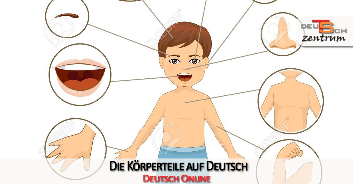 The body parts in German - die Körperteile