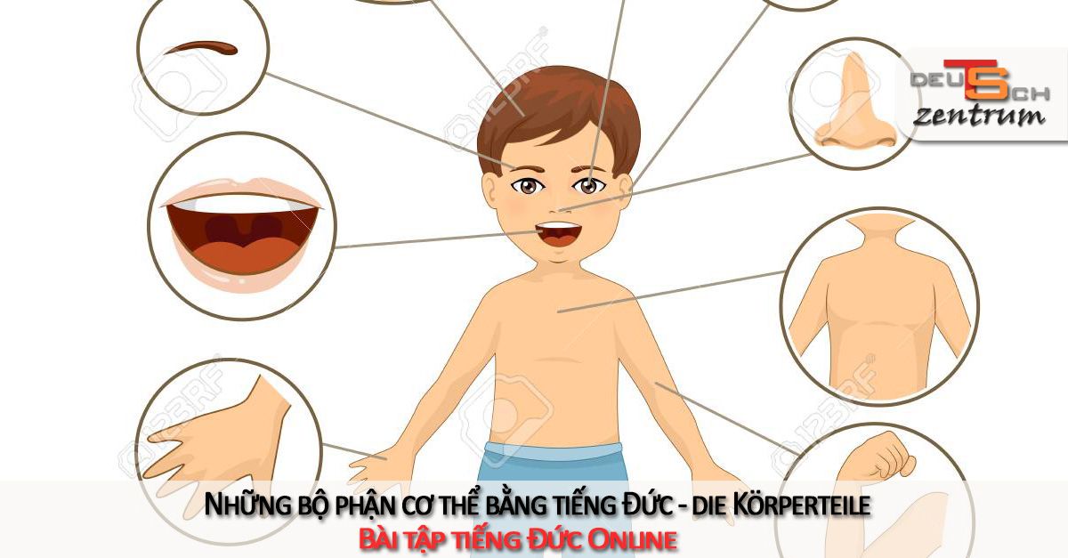 Những bộ phận cơ thể bằng tiếng Đức - die Körperteile